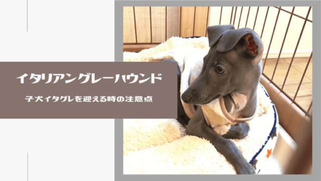 イタリアングレーハウンドの抜け毛事情 換毛期はないはずなのに意外と毛が抜ける ネロログ