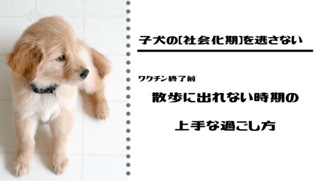 犬のお世話 ケージとトイレの掃除頻度と内容は 毎日掃除と週１掃除でキレイをキープしよう ネロログ