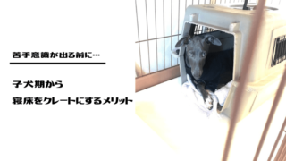 犬のケージの設置場所 レイアウトを紹介 トイレの成功率が下がった失敗レイアウトも教えます ネロログ