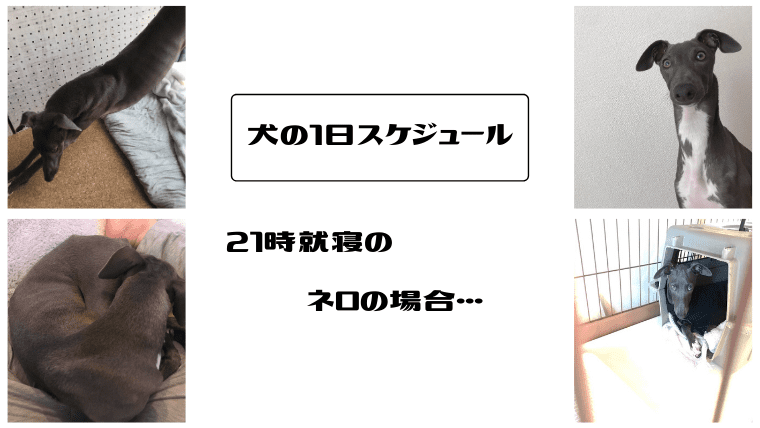 犬の１日のタイムスケジュール ２１時就寝のネロの場合 寝る前ルーティーンでスイッチオフ ネロログ