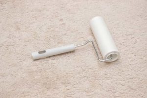 イタリアングレーハウンドの抜け毛事情 換毛期はないはずなのに意外と毛が抜ける ネロログ